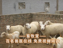 畜牧在线,智慧养殖引领未来，科技赋能畜牧产业升级