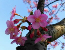 三月是什么花,三月花季的缤纷画卷”