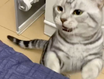 猫叫声 mp3,MP3中的喵喵声背后的故事